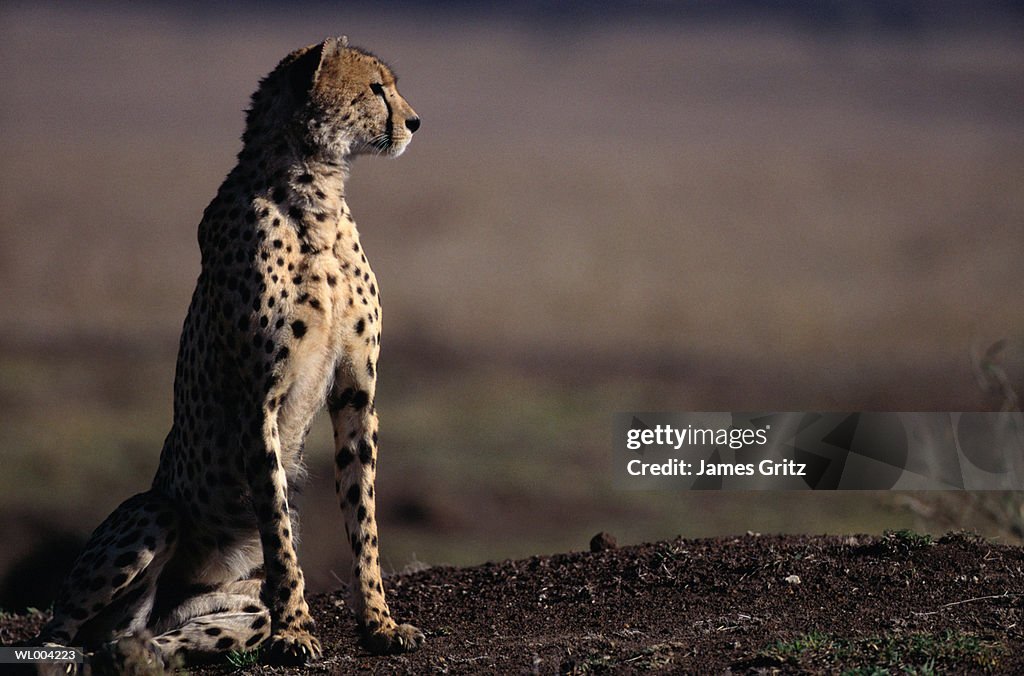 Cheetah