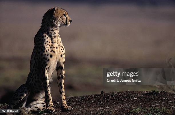 cheetah - pawed mammal - fotografias e filmes do acervo