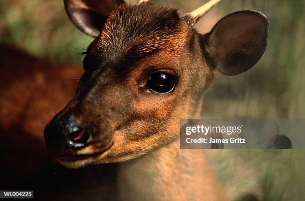 close-up of deer - james foto e immagini stock