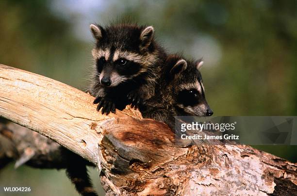 close-up of young raccoons on log - säugetier mit pfoten stock-fotos und bilder