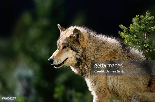 gray wolf - james foto e immagini stock