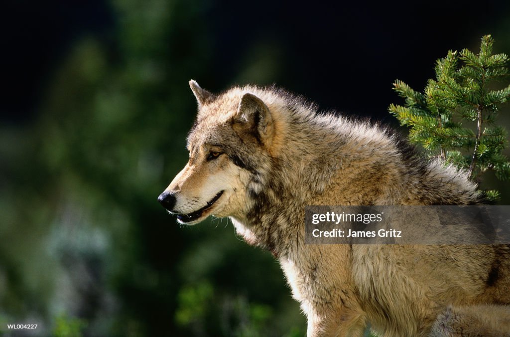 Gray Wolf