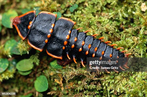 large tropical insect - james foto e immagini stock