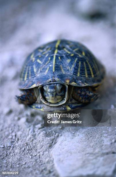 close-up of turtle - james foto e immagini stock