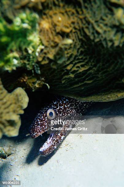 close-up of spotted moray eel hiding in reef - james foto e immagini stock