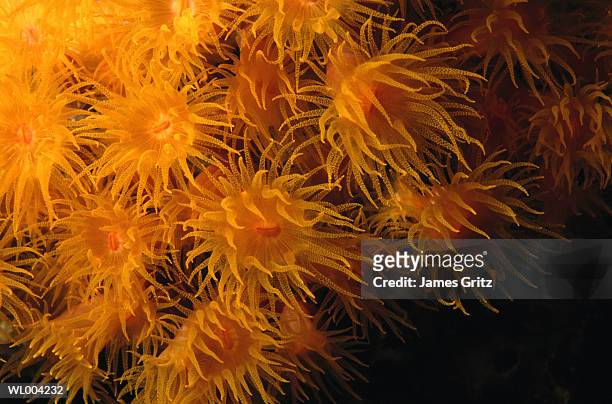close-up of hard coral - james foto e immagini stock