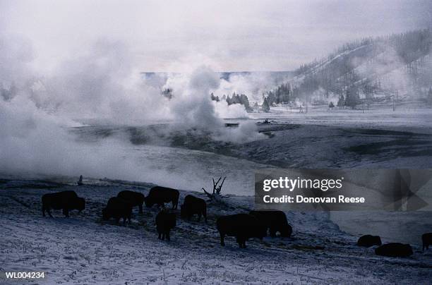 bison in yellowstone national park - 動物の状態 ストックフォトと画像