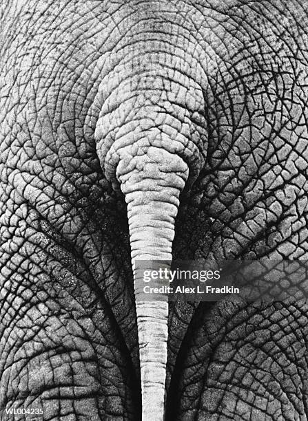 elephant (elephantidae), rear view, close-up of tail (b&w) - alex grey stock pictures, royalty-free photos & images