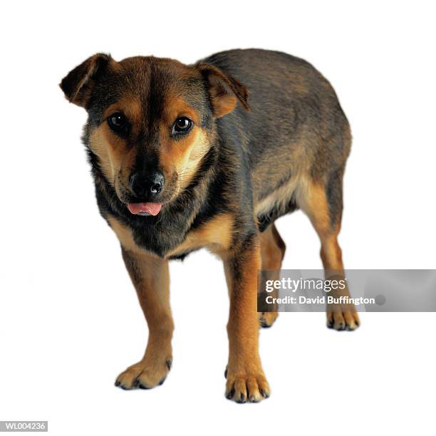 Pawed 1,588,836 Pawed Animals Stock Photos, High-Res Pictures, and Images ...