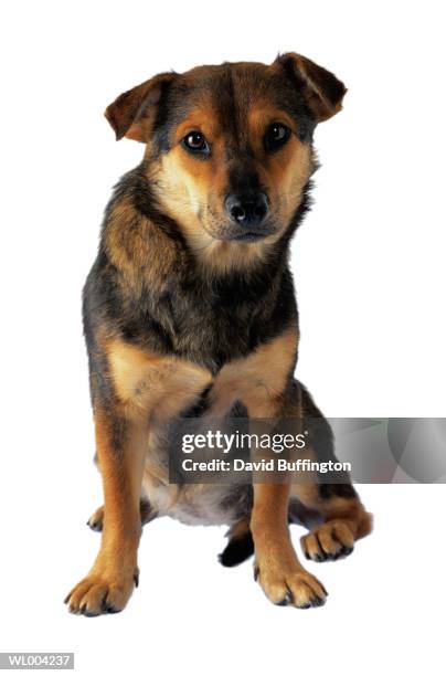 dog - mamífero de quatro patas imagens e fotografias de stock