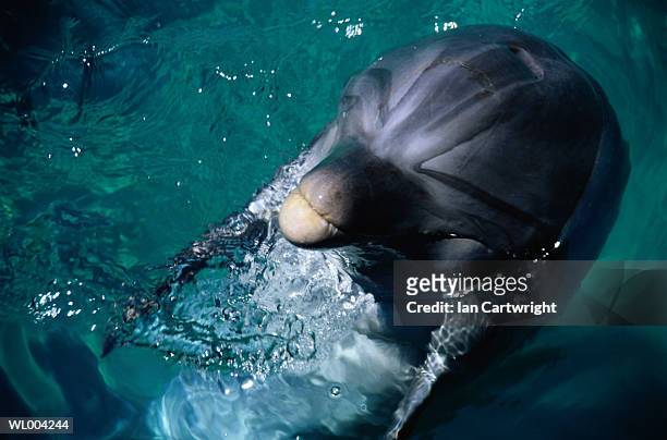 dolphin - surfacing stock pictures, royalty-free photos & images