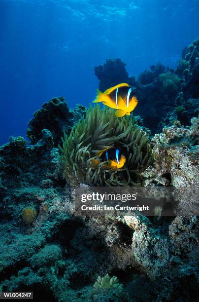 sea anemone and clown fish - attributs des animaux photos et images de collection