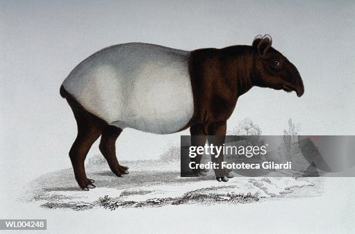 Tapir Rear Tapir High-Res Stock Photo - Getty Images