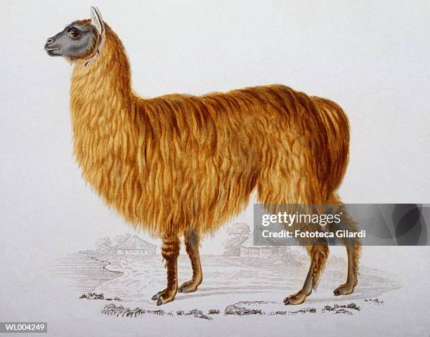 Alpaca