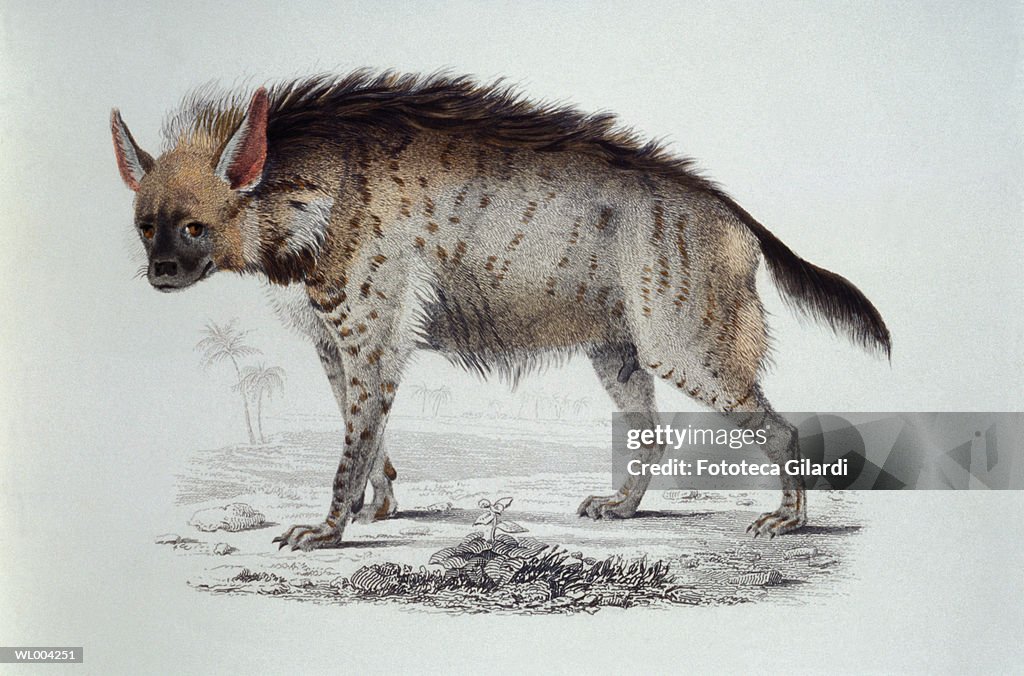 Hyena
