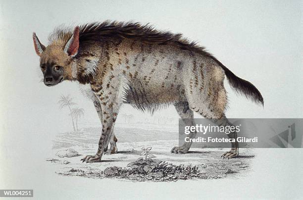Hyena High-Res Stock Photo