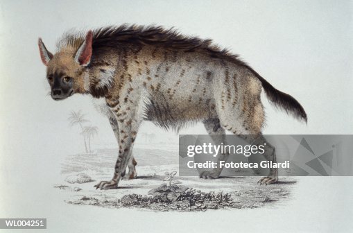 Hyena Hyena
