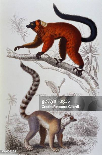 Lemurs