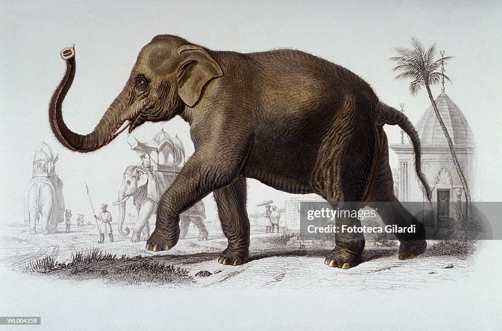 Indian Elephant