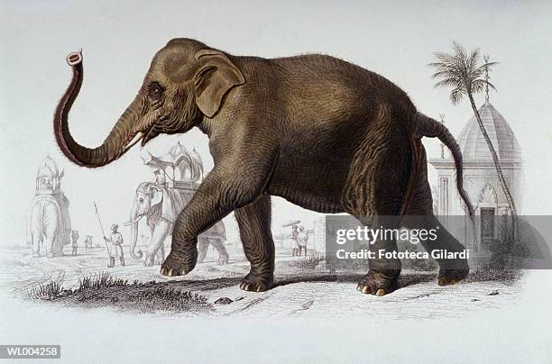 Indian Elephant