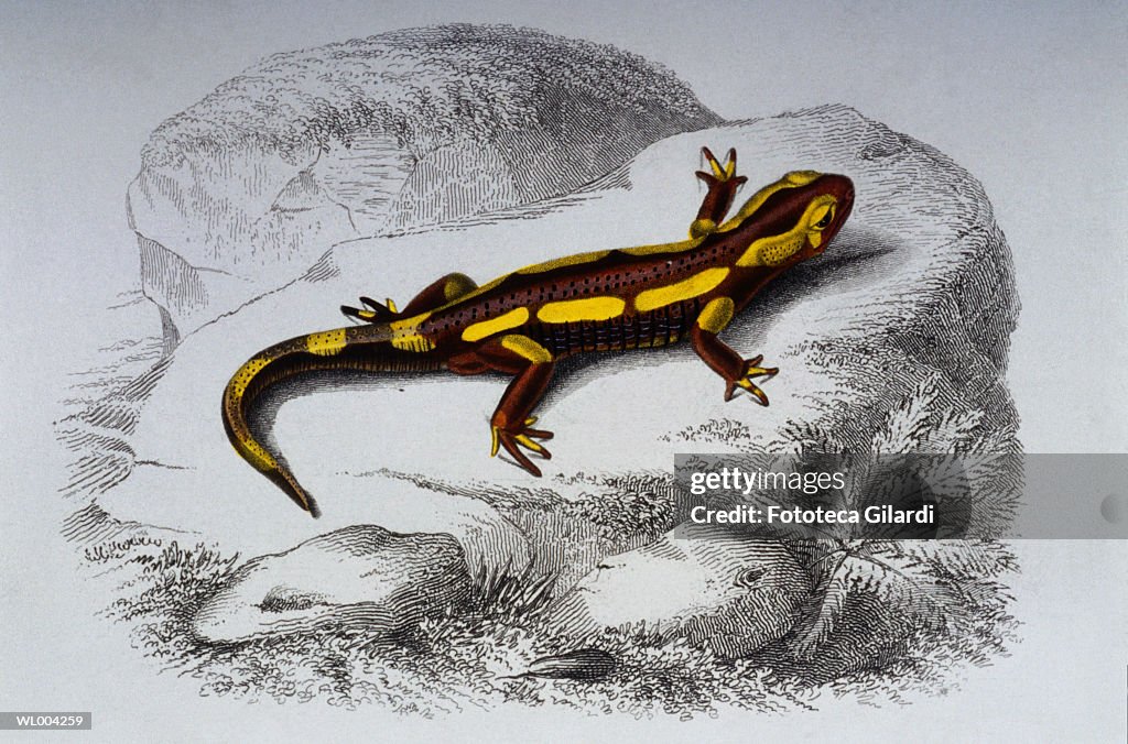 Salamander