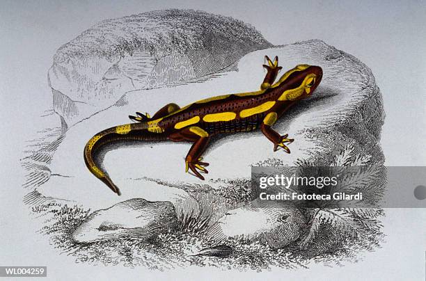 Salamander