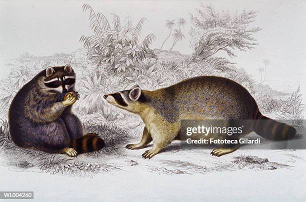 Raccoons High-Res Stock Photo