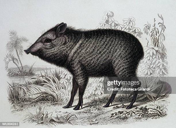 Peccary