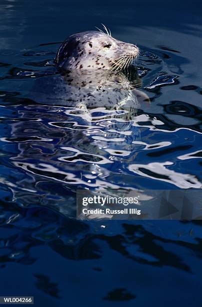 harbor seal in water - russell stock pictures, royalty-free photos & images