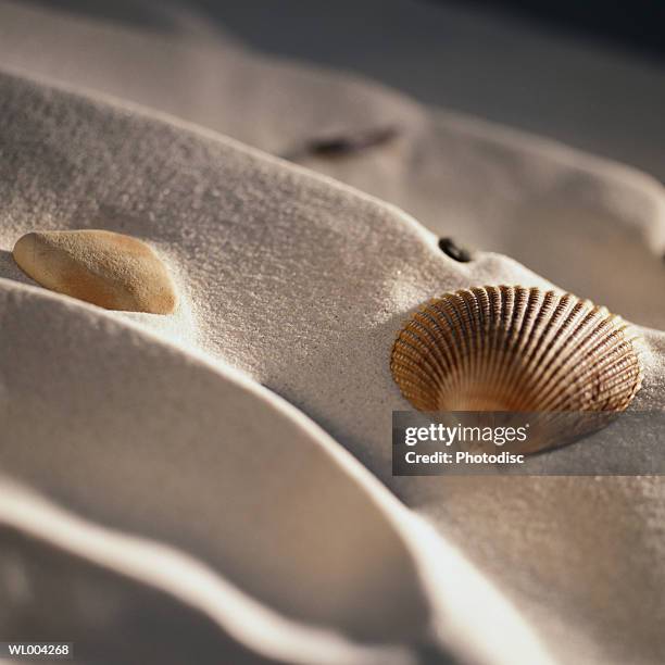 seashell on sand - seashell stock pictures, royalty-free photos & images