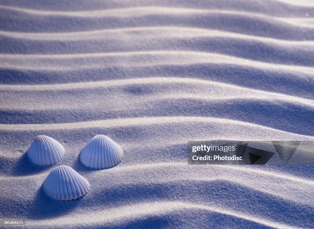 Two Three Shells Three Seashells High-Res Stock Photo - Getty Images
