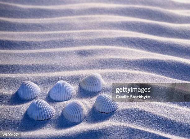 six seashells - medium group of objects stock pictures, royalty-free photos & images