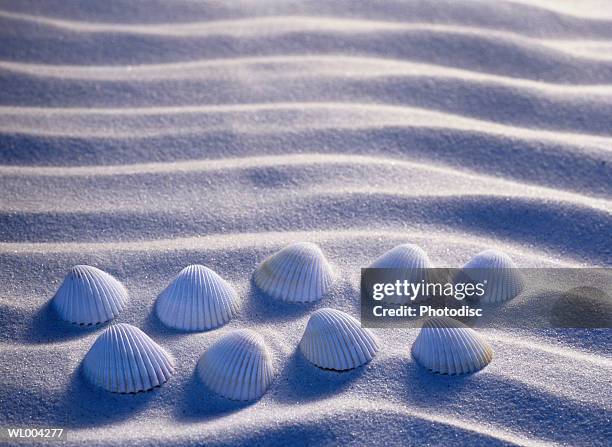 nine seashells - medium group of objects stock pictures, royalty-free photos & images