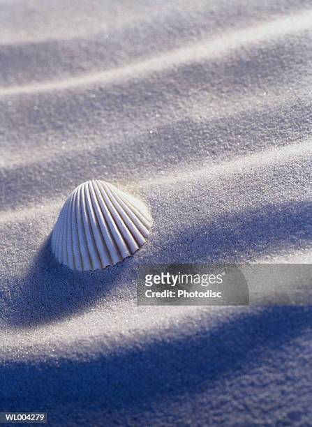 seashell in sand - wirbelloses tier stock-fotos und bilder