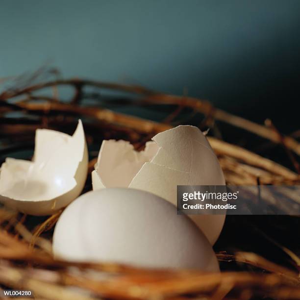 hatched and unhatched eggs - animal stage stockfoto's en -beelden
