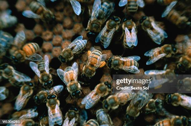 bees on honeycomb - attributs des animaux photos et images de collection