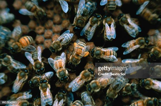 bees on honeycomb - hymenopteran insect stock pictures, royalty-free photos & images