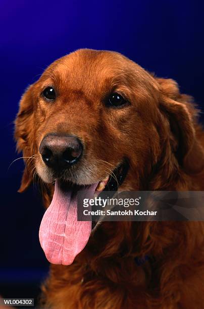 retriever - animal tongue stock pictures, royalty-free photos & images