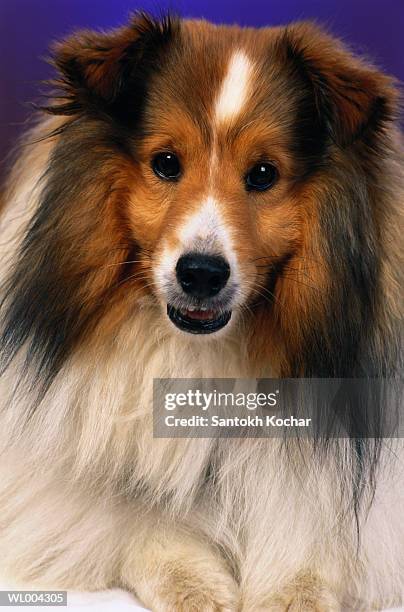 collie puppy - zoogdieren met klauwen stockfoto's en -beelden