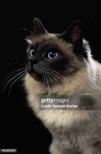 siamese cat - pawed mammal ストックフォトと画像