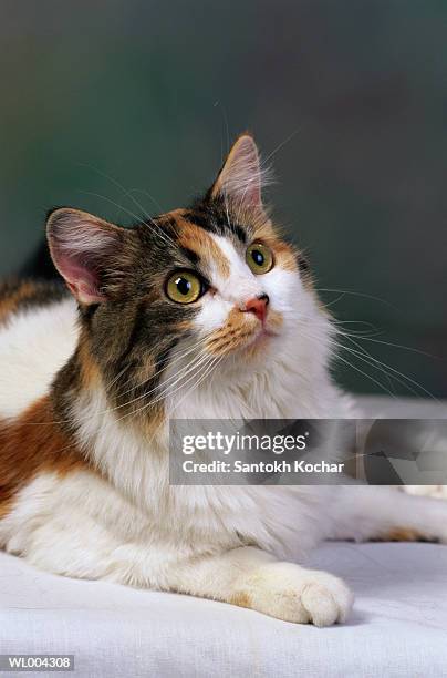 calico cat - säugetier mit pfoten stock-fotos und bilder