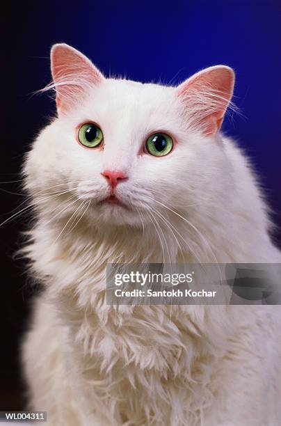 white cat - zoogdieren met klauwen stockfoto's en -beelden