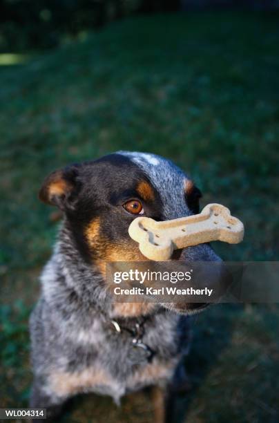 dog with a dog biscuit on his nose - säugetier mit pfoten stock-fotos und bilder