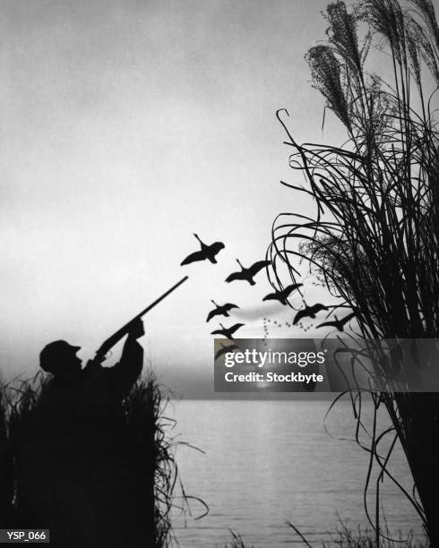 homme à la chasse au canard - attributs des animaux photos et images de collection