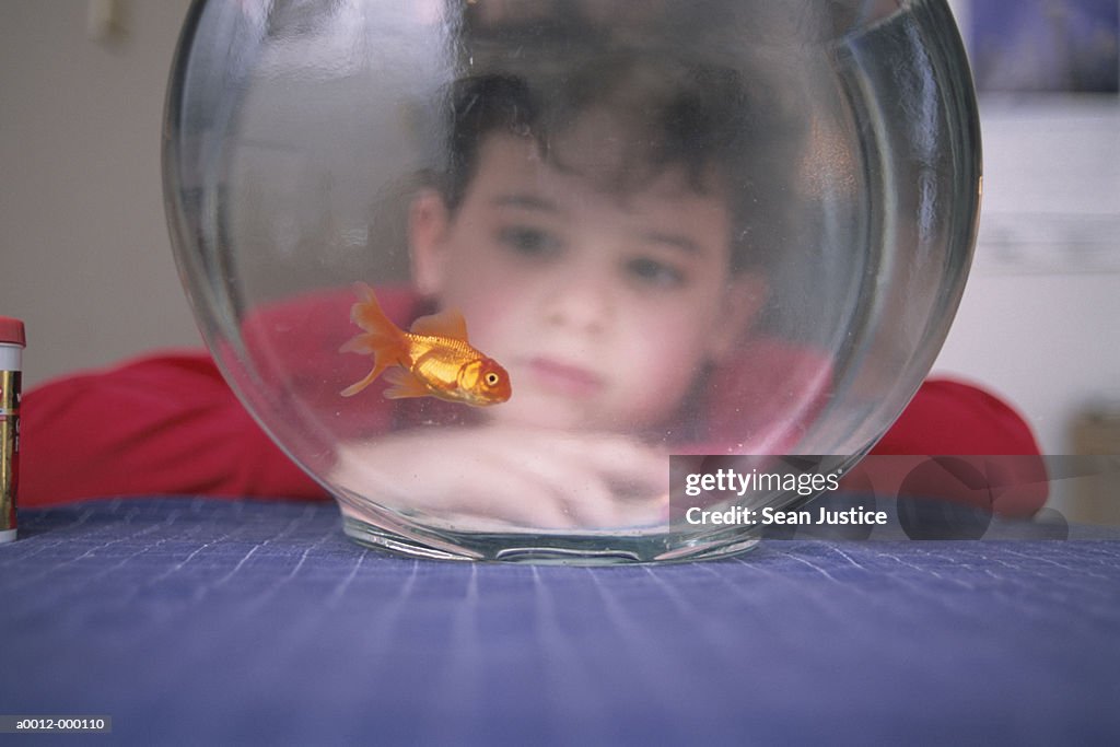 Boy Watching Goldfish Swimming