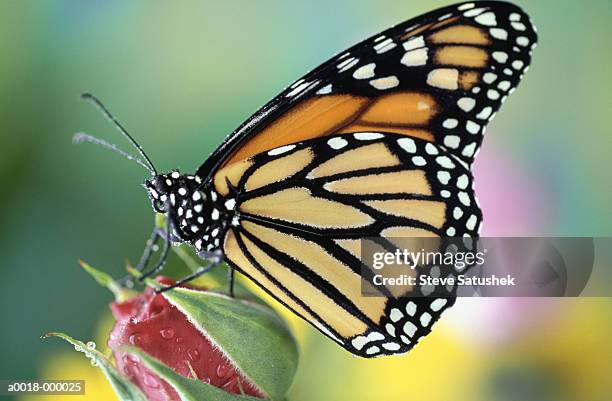 monarch butterfly (danaus plexippus) on rosebud, close-up - monarch butterfly stock pictures, royalty-free photos & images