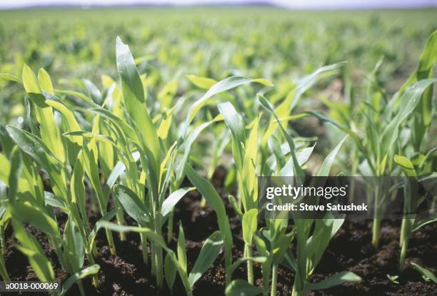corn plant saplings - skagit county stock pictures, royalty-free photos & images