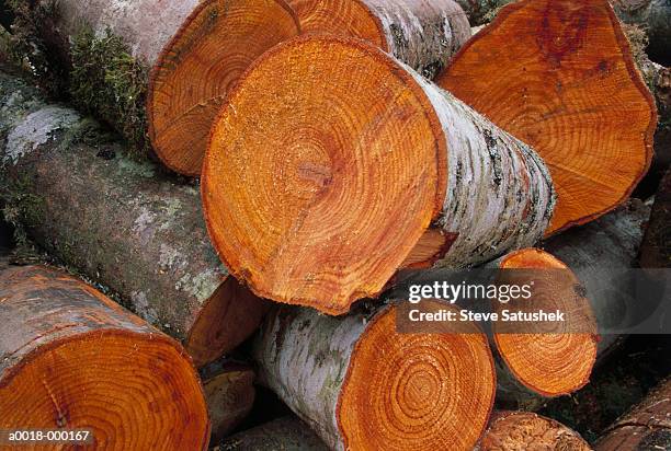 firewood cut into sections - legna da ardere foto e immagini stock