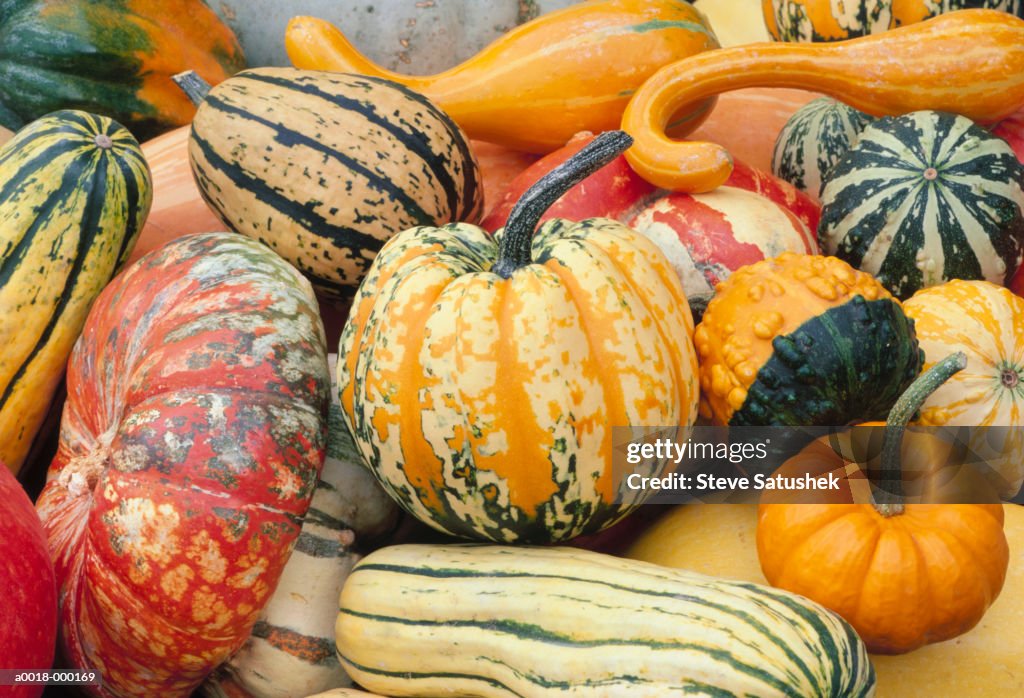 Various Types of Squash
