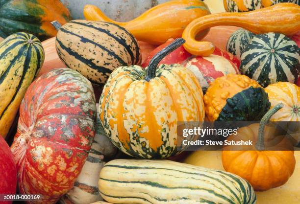 various types of squash - abóbora menina cucúrbita imagens e fotografias de stock